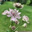 Image result for Astrantia major Florence