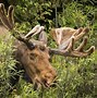 Image result for Great One Moose and Deer