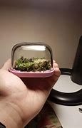 Image result for R Place Moss in Terrarium