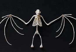 Image result for Antique Bat Skeleton Model