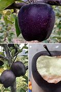 Image result for Black Diamond Apple Real or Fake