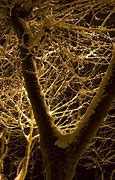 Image result for dendrita