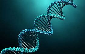 Image result for Human Genome Structure