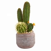 Image result for Artificial Cactus Tree