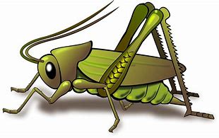 Image result for Cricket Chirping Transparent