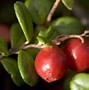 Image result for Different Types of Berries List