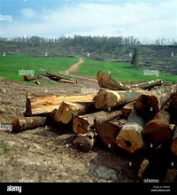 Image result for Strip Logging