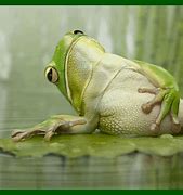 Image result for Frog God Egypt