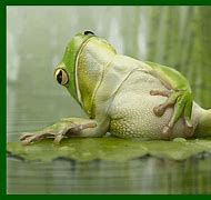 Image result for Baby Tree Frog