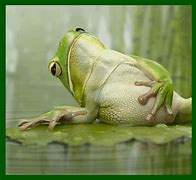 Image result for Cute Animated Frog GIF