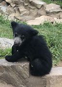 Image result for Baby Sloth Bear