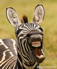 Image result for Funny Wild Animal Photos