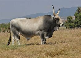 Image result for Maremmana Cattle