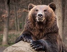 Image result for Largest Bear Ever Found