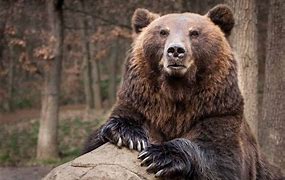 Image result for Biggest Animal Ever