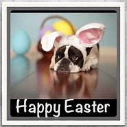 Image result for Happy Easter French Bulldog Meme