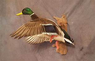 Image result for Mallard Drake Duck Mounts