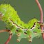 Image result for "io-moth"