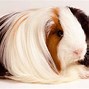 Image result for guinea pig peru