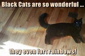 Image result for Black Cat Meme No Text