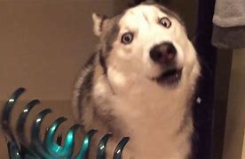 Image result for Yelling Husky Meme