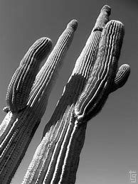 Image result for Arizona Cactus