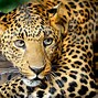 Image result for 8K Resolution Wallpapers Animals