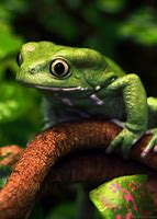 Image result for Tree Frogs