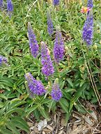 Image result for Veronica Blue Feather