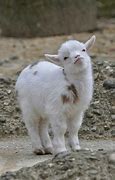 Image result for Cute Goat Meme