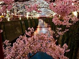 Image result for Cherry Blossoms above a Stream in Tsuzuki Ward Yokohama Japan