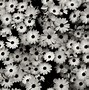 Image result for Black and White Flowers Desktop