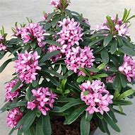 Image result for Daphne x transatlantica Pink Fragrance