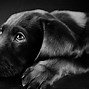 Image result for Cartoon Black Labrador Dog