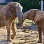 Image result for African Forest Elephant in Zoo