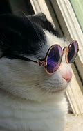 Image result for Cool Cat with Sunglasses Meme