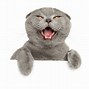 Image result for Gray Cat Banner