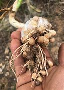 Image result for Allium ampeloprasum Elephant Garlic