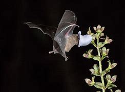 Image result for Bat Pollinators