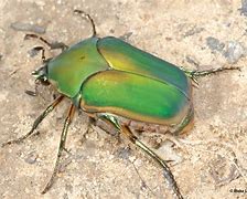 Image result for 2019 Beetle Details Colors