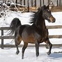 Image result for Top 5 Horse Breeds
