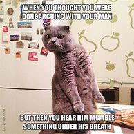 Image result for Cat Memes so Funny We Could Just Cry