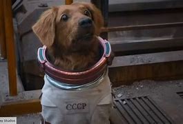 Image result for Guardians of the Galaxy Cosmo Dog