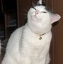 Image result for Smug Cat Meme