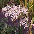 Image result for Nerine bowdenii Amandi