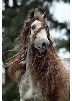 Image result for Grey Andalusian Horse