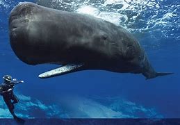 Image result for Biggest Whale That Ever Lived