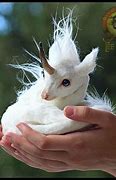 Image result for Real Cute Unicorn