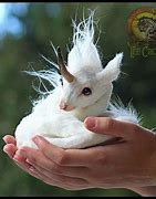 Image result for Baby Unicorn Animals