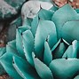 Image result for Arizona Agave Plants
